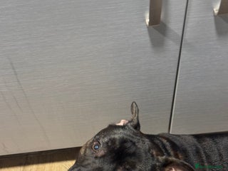 Staffordshire Bull Terrier dogs Staffordshire bull terrier 8 months old male - Advert 1