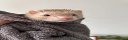 Ferret rodents for sale: ferret for sale  in London - Advert 2