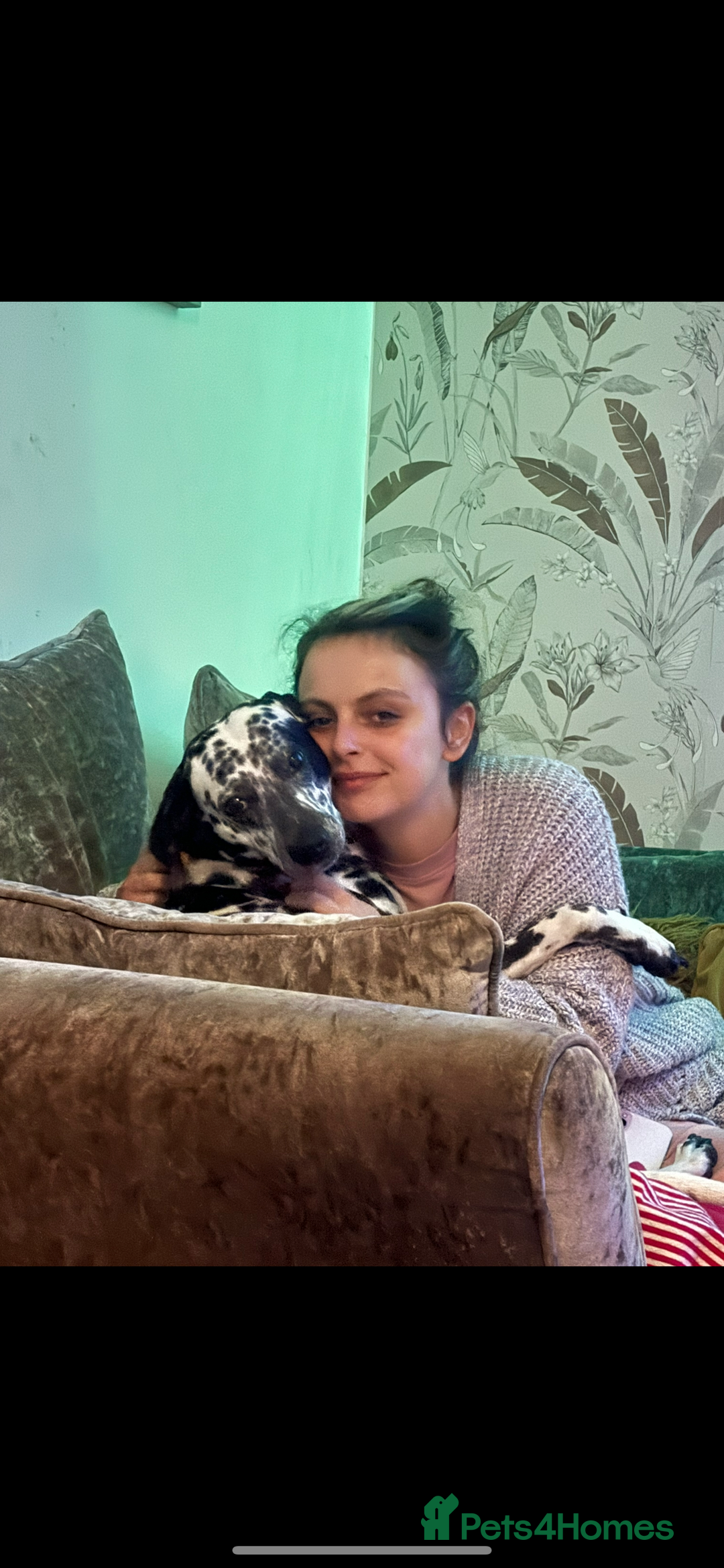 Mixed Breed dogs for sale: Beautiful Dalmatian Cross - Advert 5