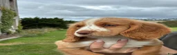 Cocker Spaniel dogs for sale: Cocker Spaniel Puppies -Ready Now - Advert 17