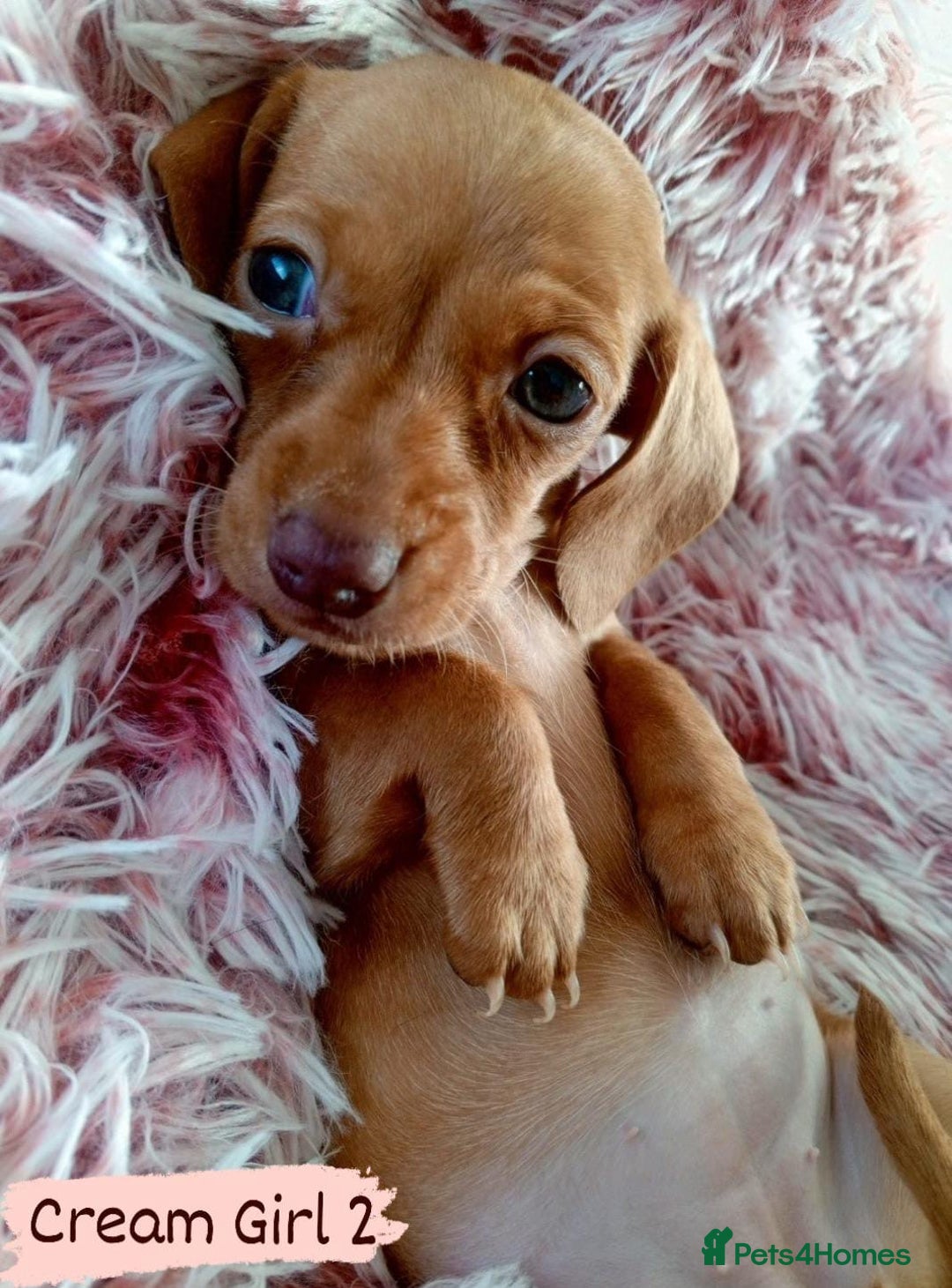 Miniature Dachshund dogs for sale: ✨ Miniature Dachshund– 6 Beautiful Pups! ✨ - Advert 19