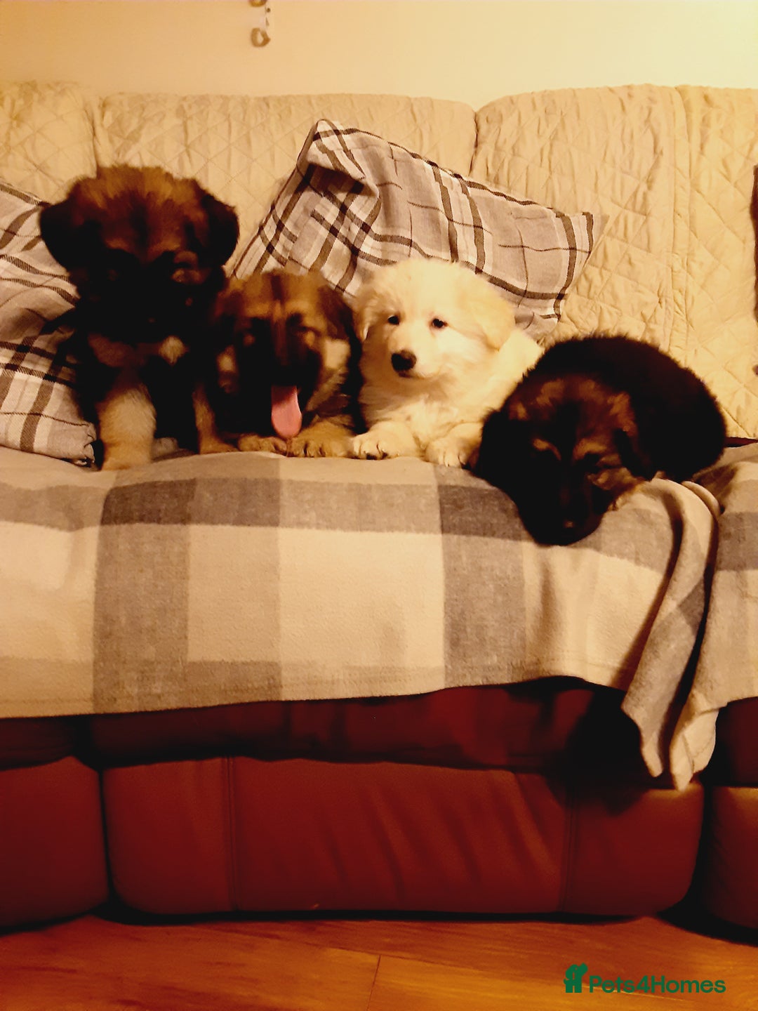 German Shepherd dogs for sale: Long haired German Shepherd pups - Advert 6