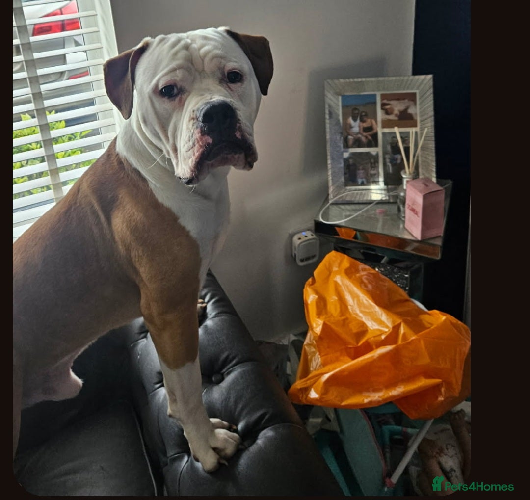 Mixed Breed dogs for sale: Goodhome wanted - Image 1