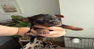 Yorkshire Terrier dogs - Advert 14