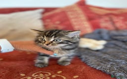 Mixed Breed cats for sale: Two Female 5 month old Kittens Mainecoon mix - Image 6