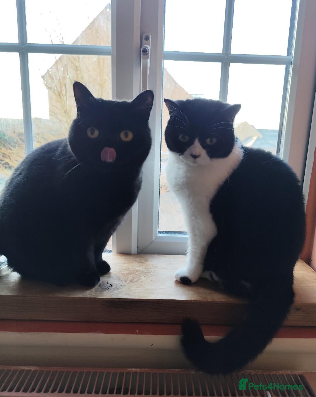 British Shorthair cats British Shorthair sisters - Advert 1