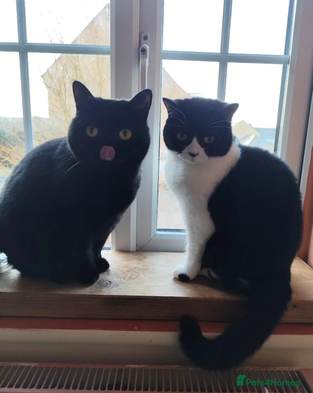 British Shorthair cats for sale: British Shorthair sisters in Rugby - Advert 1