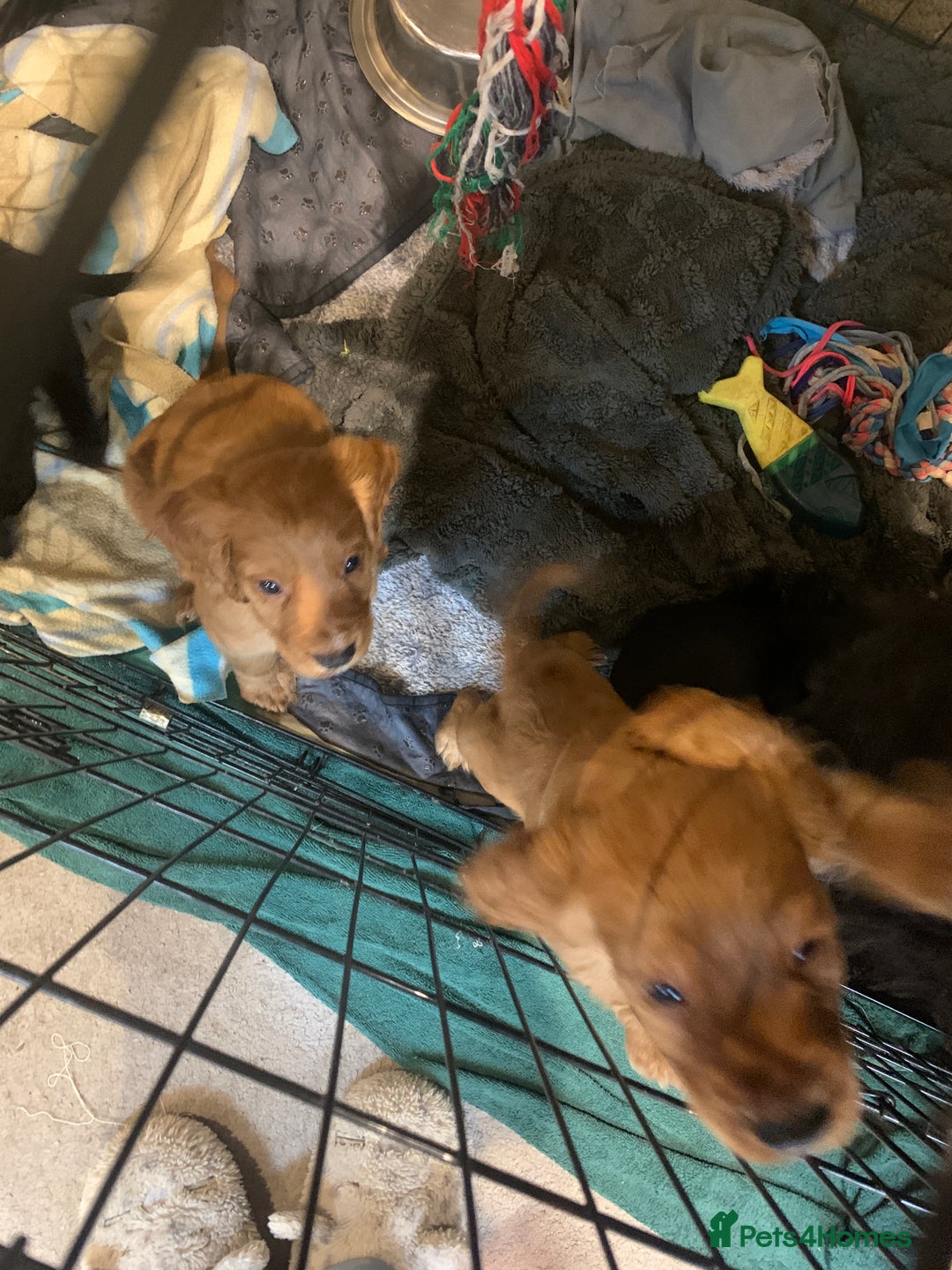 Cocker Spaniel dogs for sale: Cocker Spaniel Puppies for Sale - Image 7
