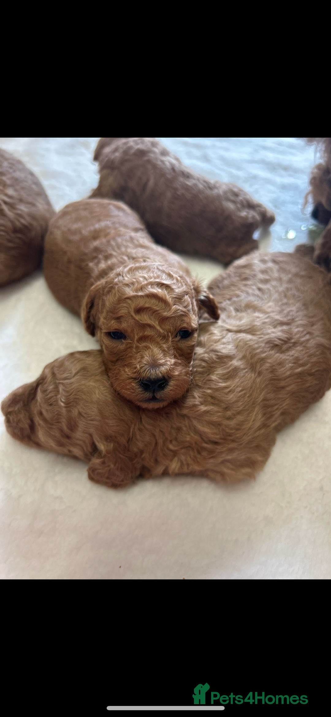 Miniature Poodle dogs for sale: Miniture poodles  - Image 1
