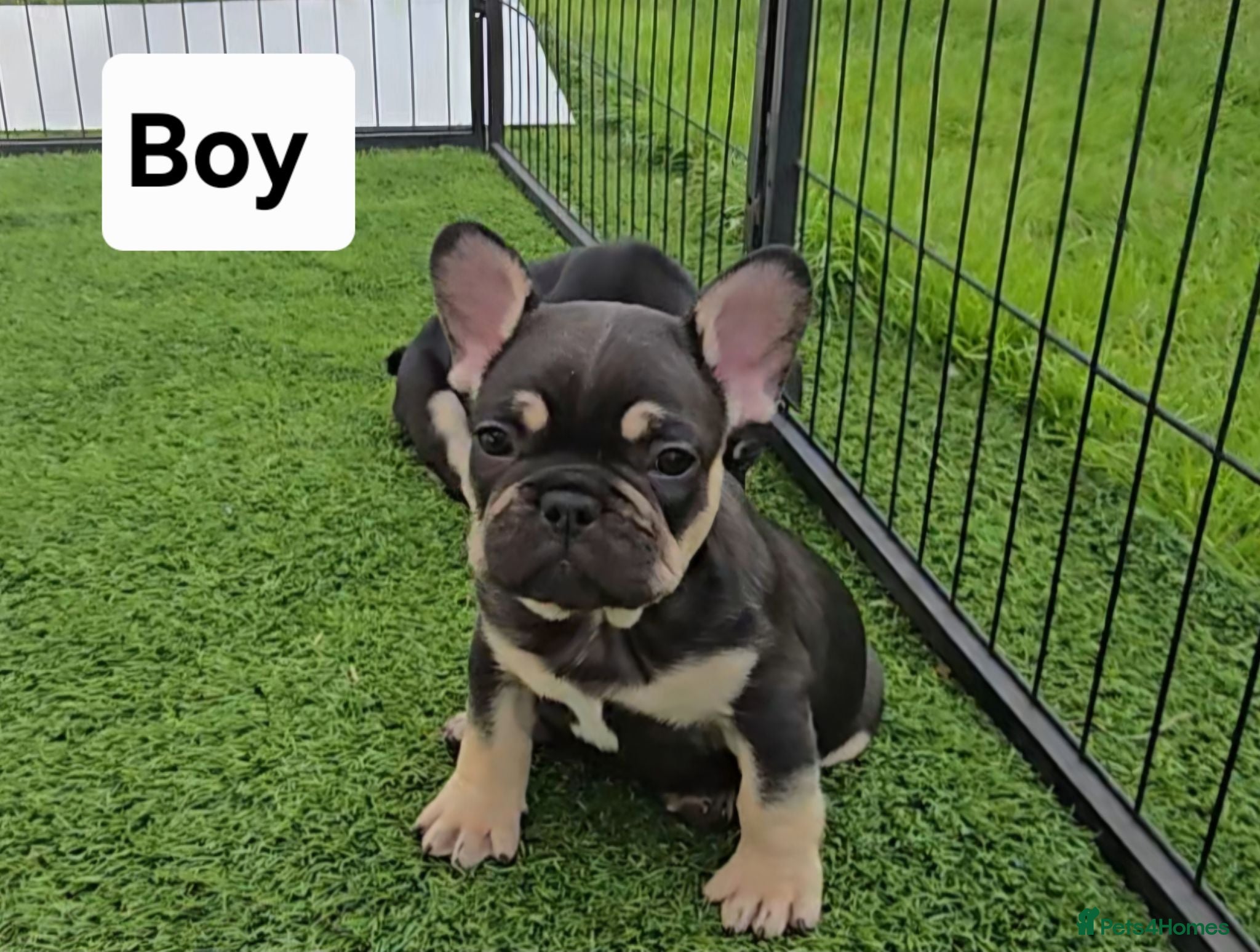 French Bulldog dogs French bulldog dog puppies  - Advert 10