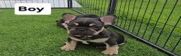 French Bulldog dogs for sale: French bulldog dog puppies  - Advert 1