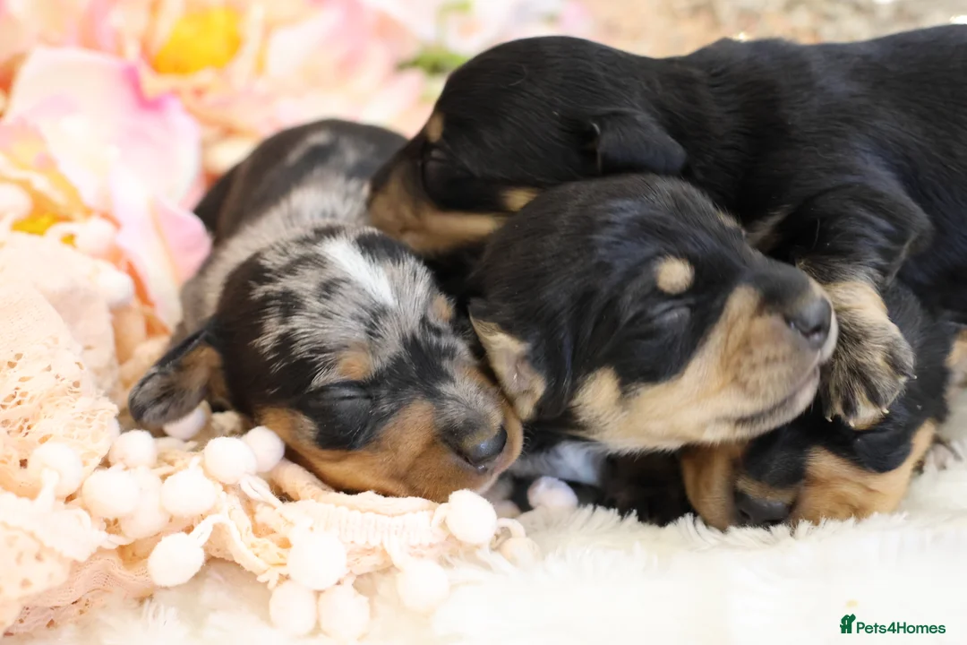 Miniature Dachshund dogs for sale: KC Miniature Dachshund Puppies - Advert 7