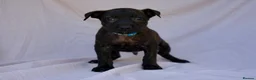 Mixed Breed dogs for sale: Dutch herder cross puppies - Advert 2