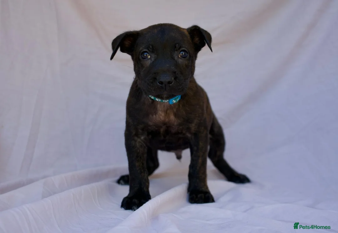 Mixed Breed dogs for sale: Dutch herder cross puppies - Advert 2