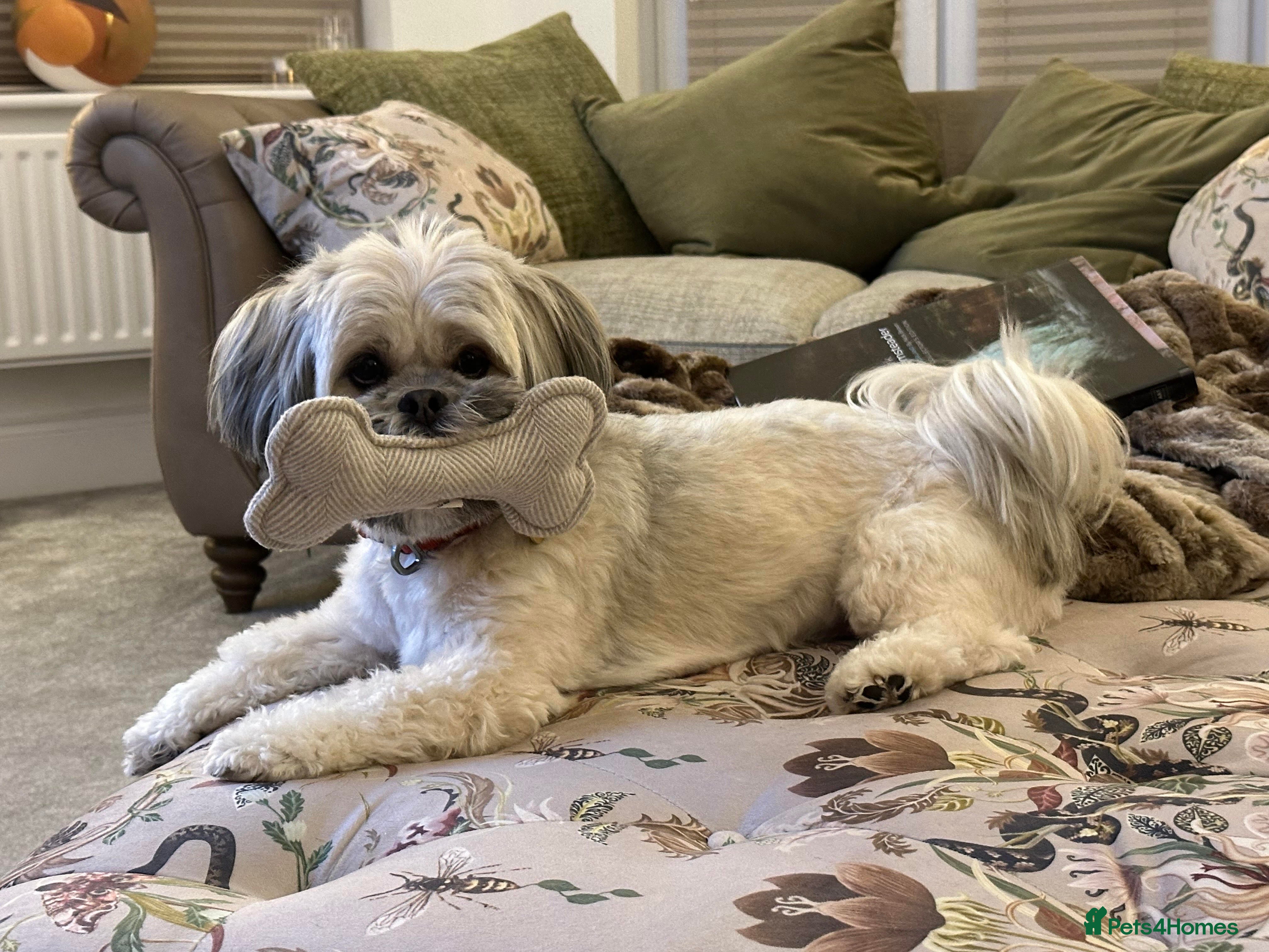 Lhasa Apso dogs Adorable Lhasa Apso Puppies full pedigree - Advert 2