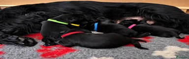 Giant Schnauzer 5