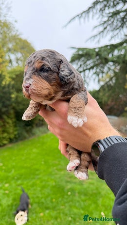 Cavapoo dogs - Advert 16