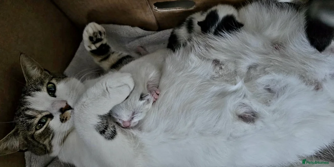 British Shorthair cats for sale: GOURGEOUS MALE KITTEN  - Advert 1