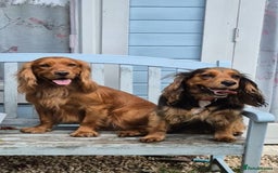 Cocker Spaniel dogs for sale: Stunning KC registered Working Cocker Spaniels  - Image 4