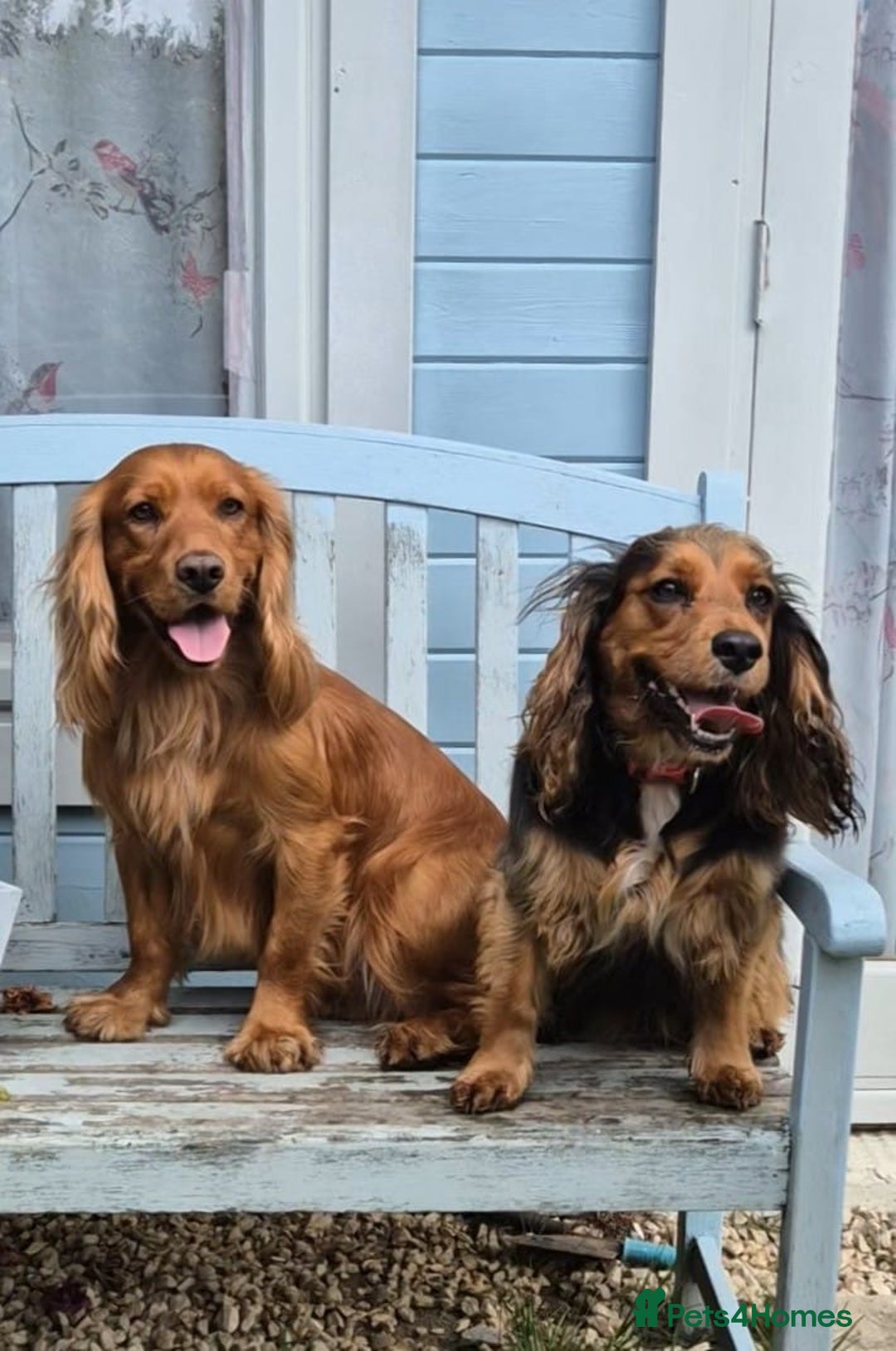 Cocker Spaniel dogs for sale: Stunning KC registered Working Cocker Spaniels  - Image 4