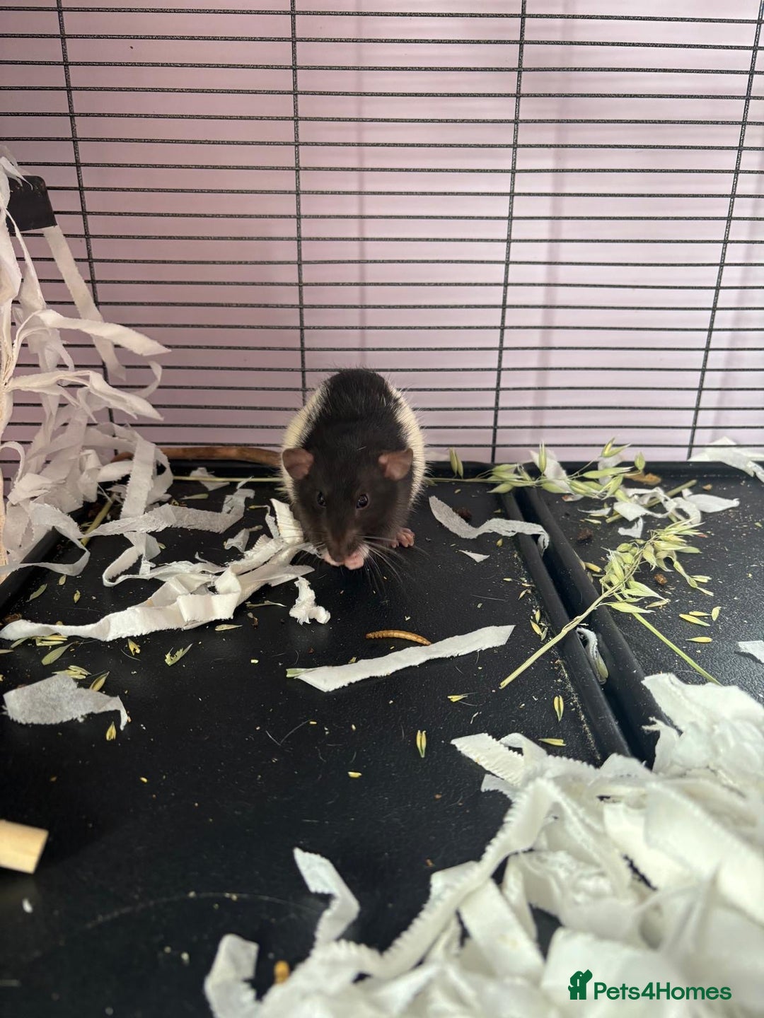 Rat rodents for sale: Dumbo Rats - Advert 6