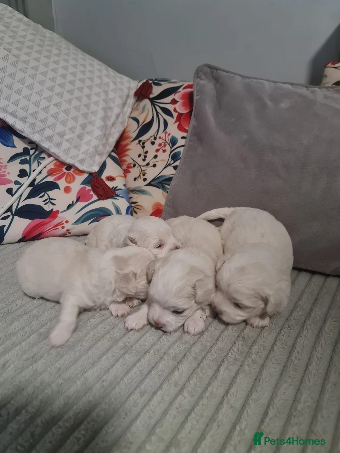 Bichon Frise dogs for sale: Gorgeous bichion frize puppies  - Advert 2