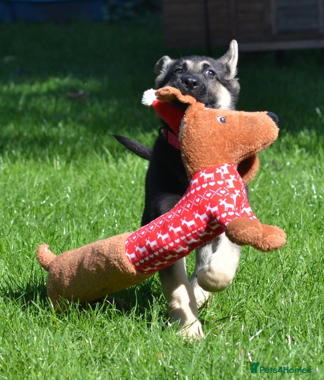 German Shepherd dogs for sale: ⚡RARE EAST EUROPEAN SHEPHERD PUPPIES AVAILABLE⚡ - Image 9