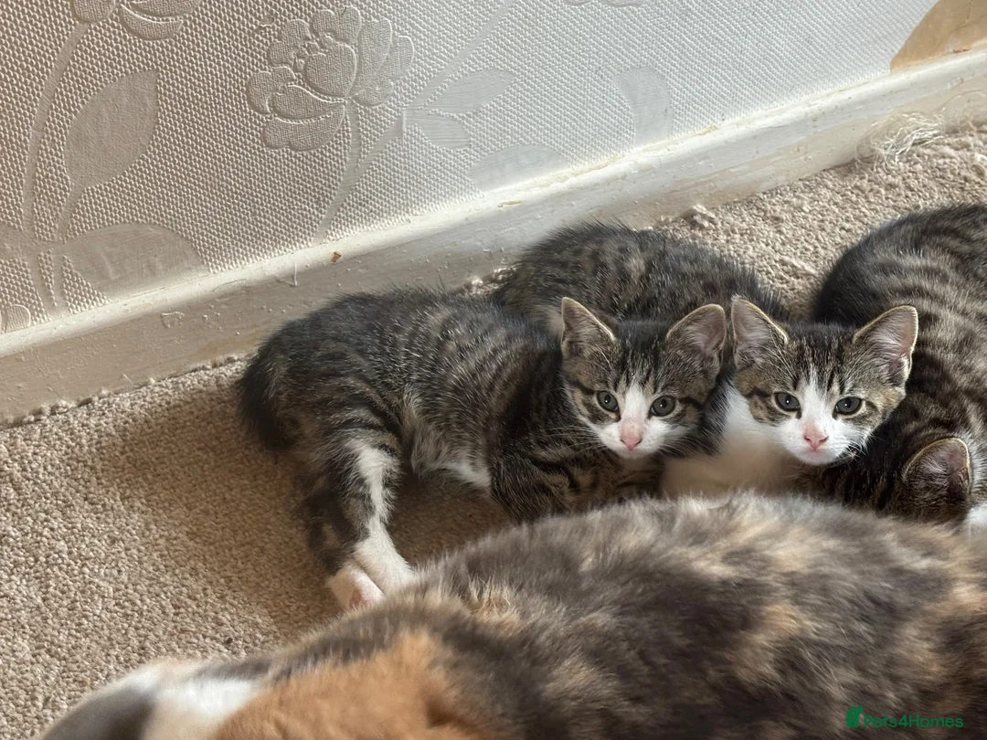 Mixed Breed cats for sale: Two gorgeous female tabby and white kittens - Advert 2