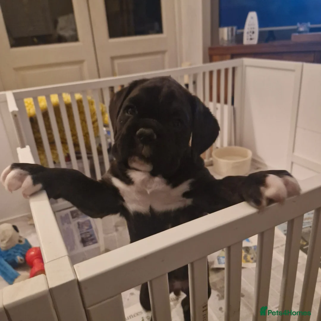 Boxer dogs for sale: Kc Reg Brindle Boy - Advert 4