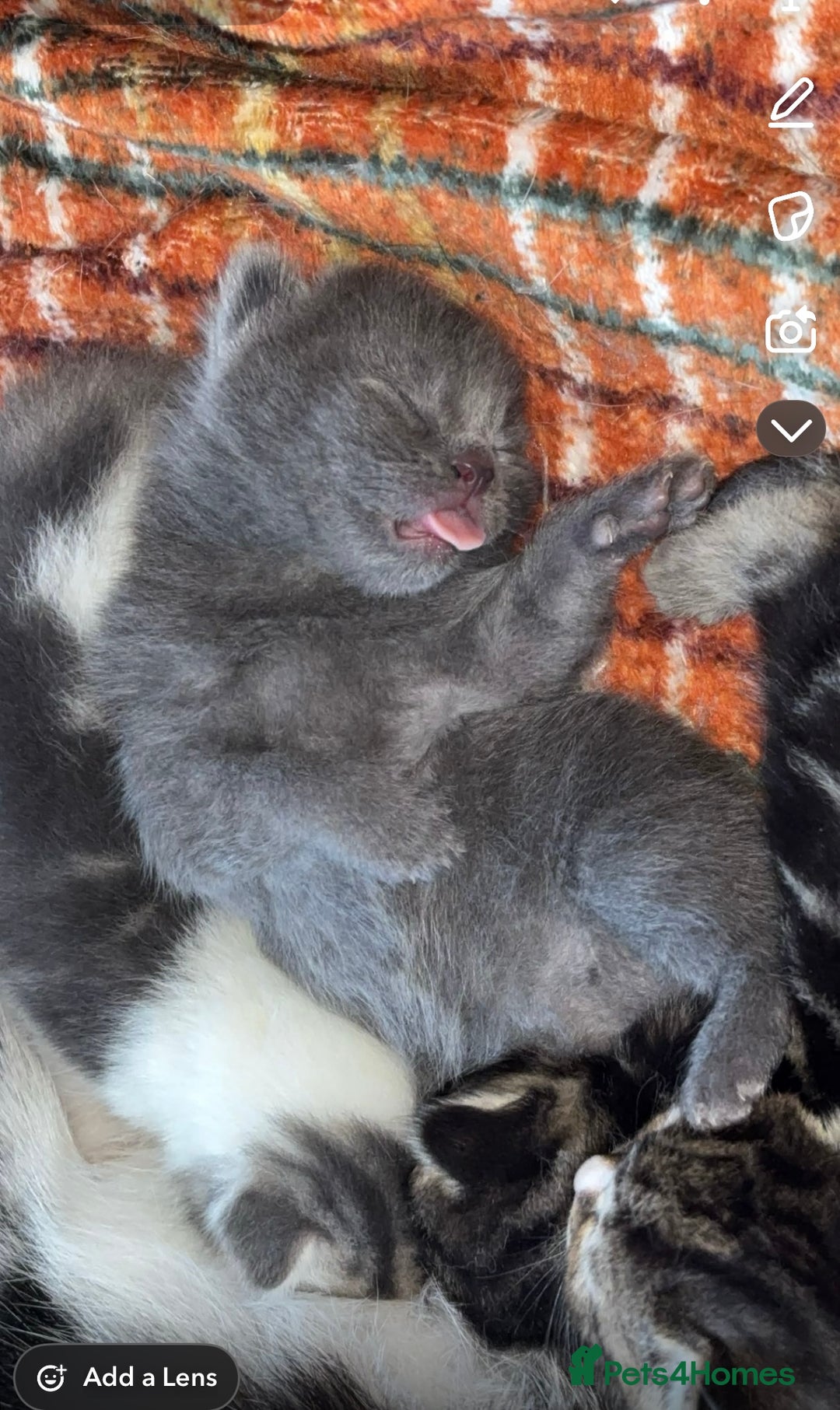 Mixed Breed cats for sale: Female kitten - Image 1