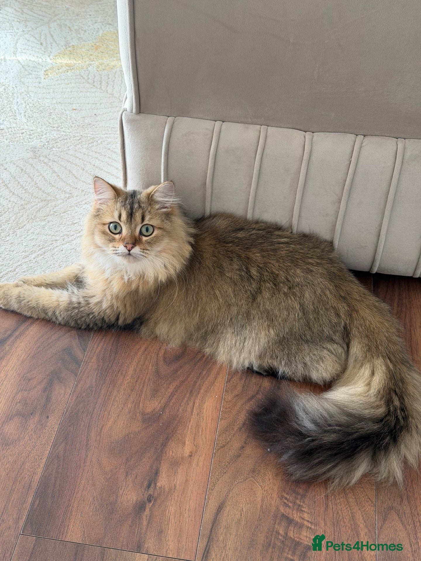 British Longhair cats British long hair male - Advert 7