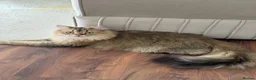 British Longhair cats for sale: British long hair male - Advert 1