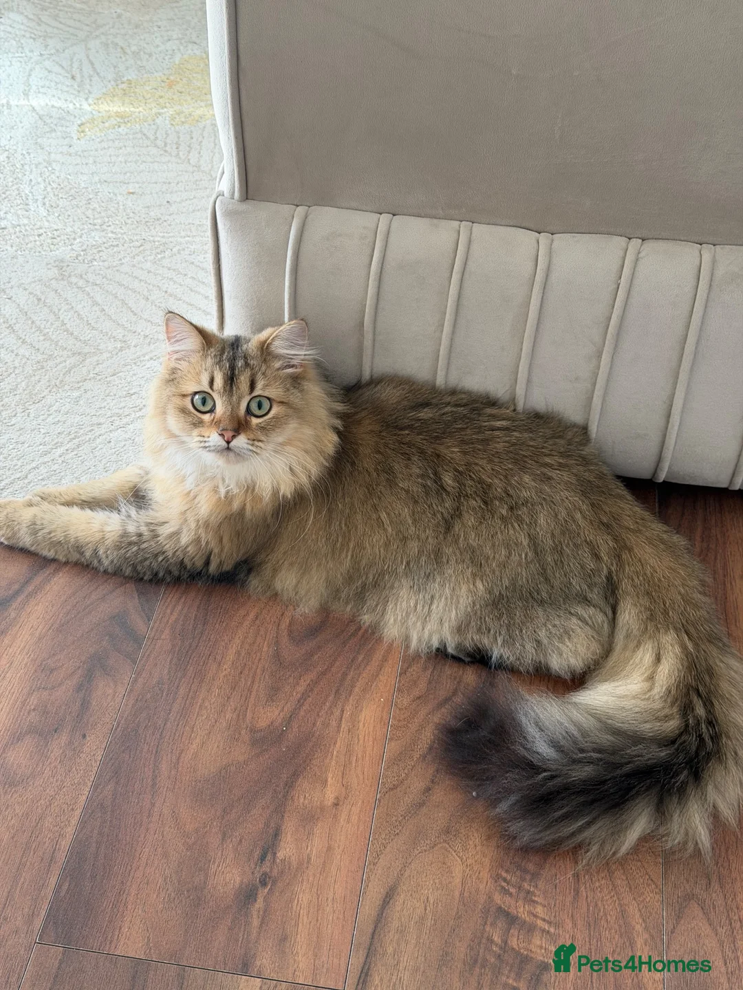 British Longhair cats for sale: British long hair male - Advert 1