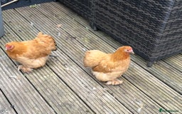 Chickens poultry for sale: 💕Bantam Pekins for sale 2025 birds 💕 - Image 7