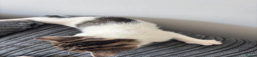 Mixed Breed Kitten 3