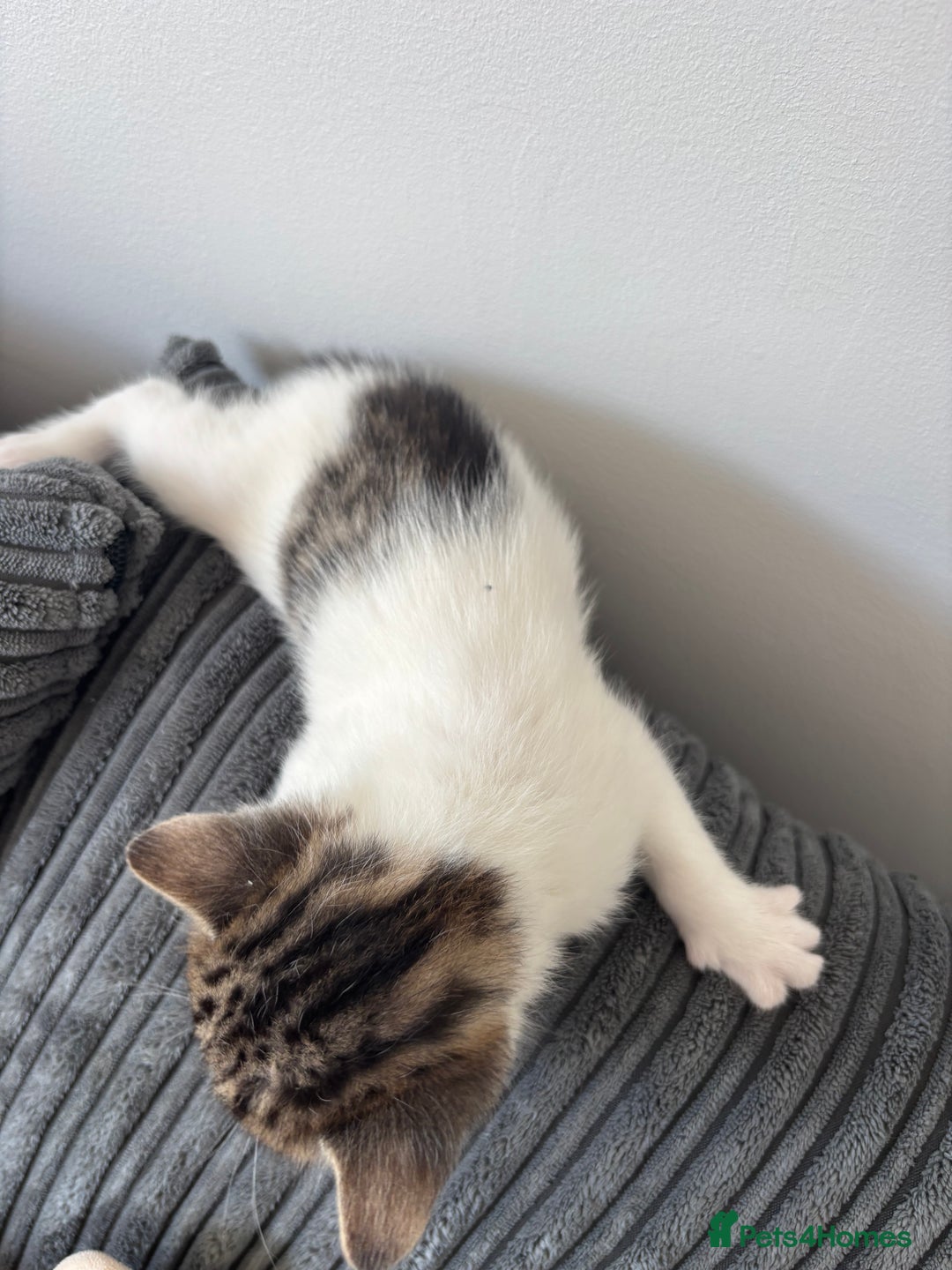 Mixed Breed cats for sale: 1 cutie left  - Image 5