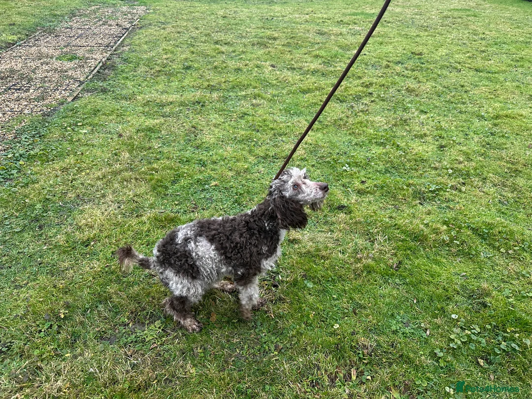 Miniature Poodle dogs for sale: Stunning looking male miniature poodle  - Advert 6