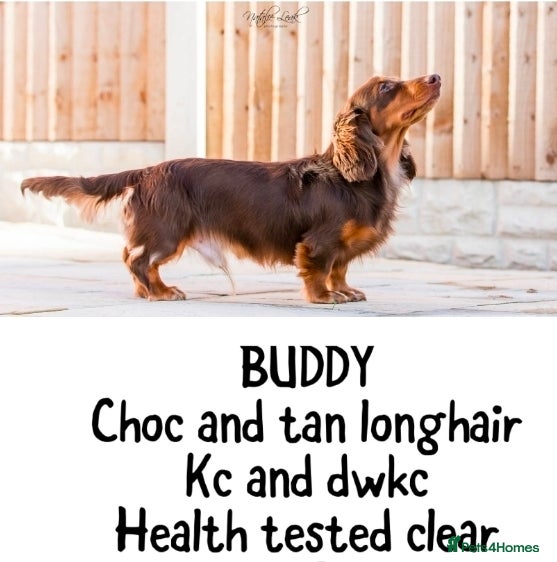 Dachshund dogs Miniature longhair dapple pups - Advert 2