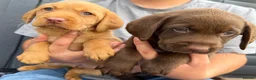 Labrador Retriever dogs for sale: Labrador puppies (licensed breeder) - Advert 5