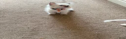 Ragdoll cats for sale: Purebred Ragdol Kitten - DNA Verified 100% - Advert 21