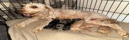 Cockapoo dogs for sale: Stunning F2 cockapoos in Whitehaven - Advert 9