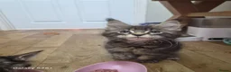 Maine Coon cats for sale: Licensed breeder-maine coon  - Advert 10