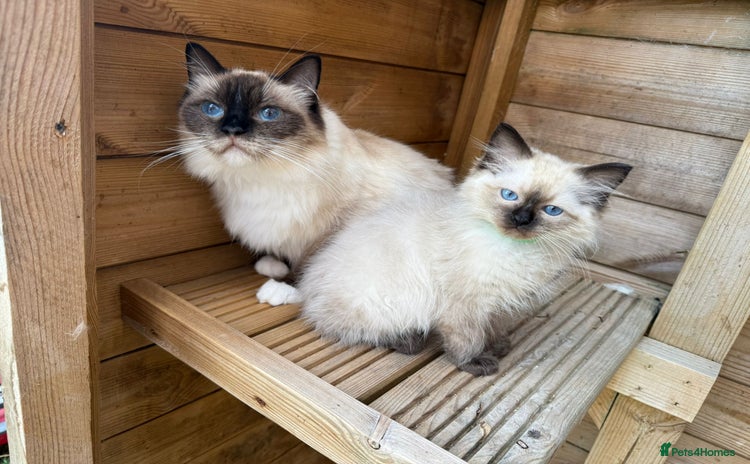 Ragdoll cats - Advert 7