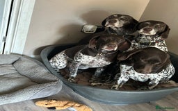 German Shorthaired Pointer dogs for sale: Gorgeous litter of German Shorthair puppies - Image 32