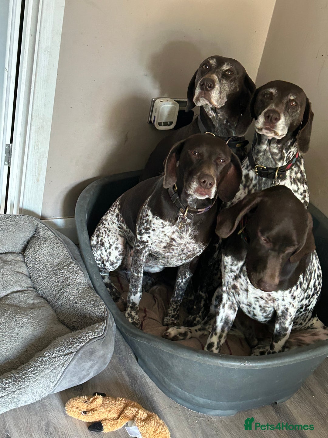 German Shorthaired Pointer dogs for sale: Gorgeous litter of German Shorthair puppies - Image 32