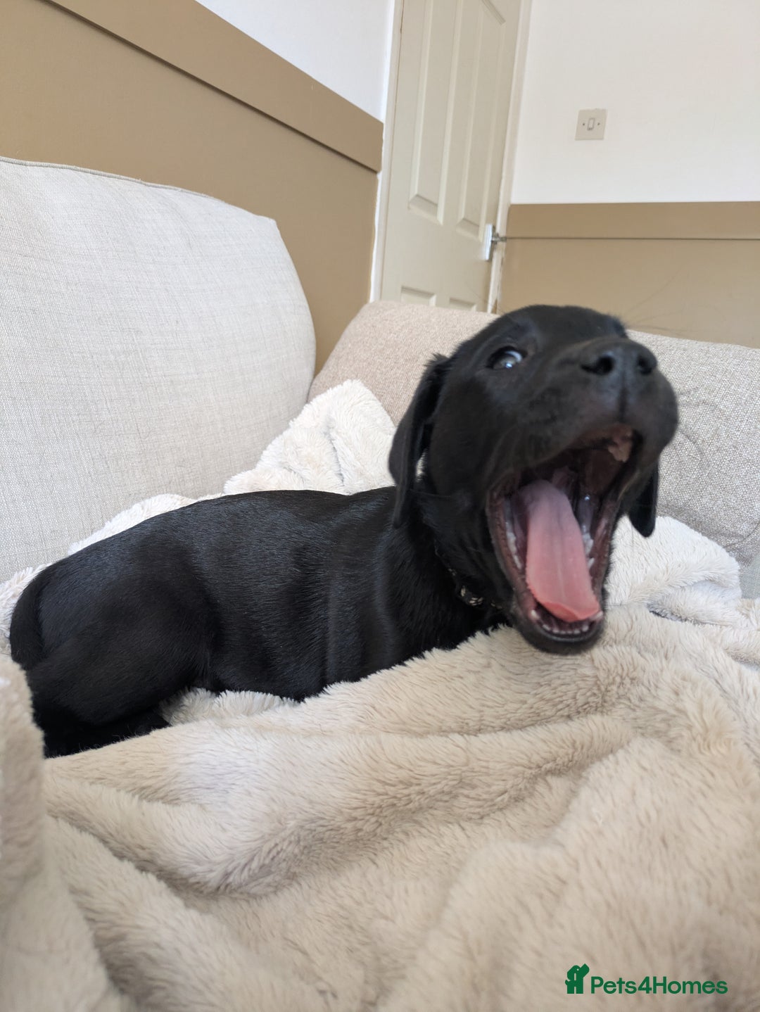 Labrador Retriever dogs for sale: Last black lab bitches available  - Image 21
