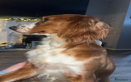 Cocker Spaniel dogs for sale: Cocker spaniel puppies  - Advert 2