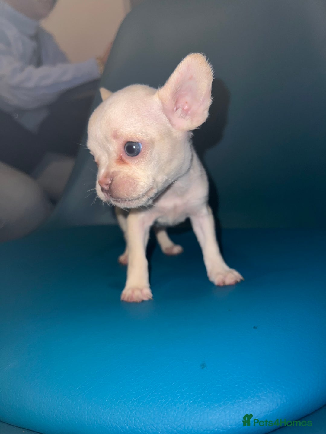 French Bulldog dogs for sale: French Bulldogs - Advert 12