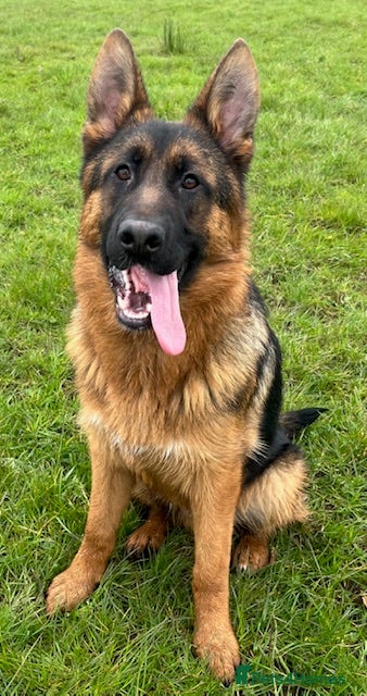German Shepherd dogs Outstanding GSD male for sale - Advert 1
