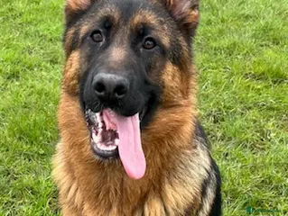 German Shepherd dogs Outstanding GSD male for sale - Advert 1